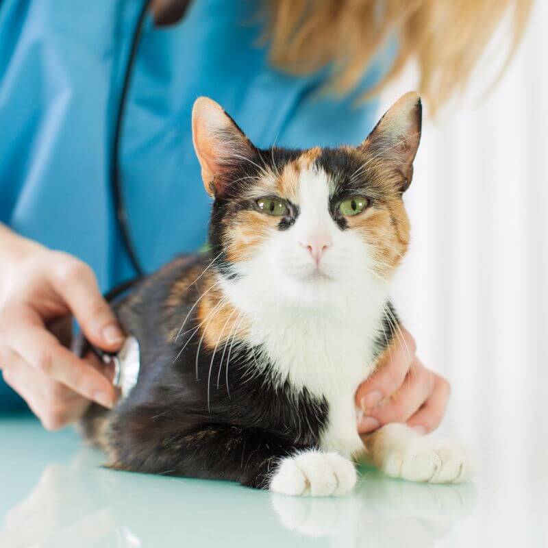 a vet checking a cat