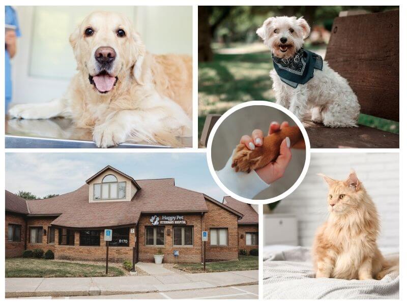 collage of pets