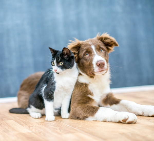 Happy dog and cat