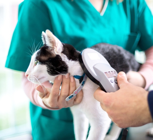 A vet scanning a microchip on a cat