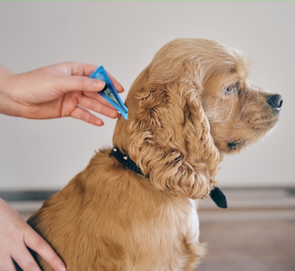 A person clean parasites of a dog