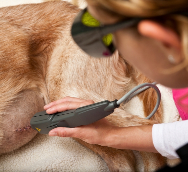 Vet using an laser therapy device on a dog