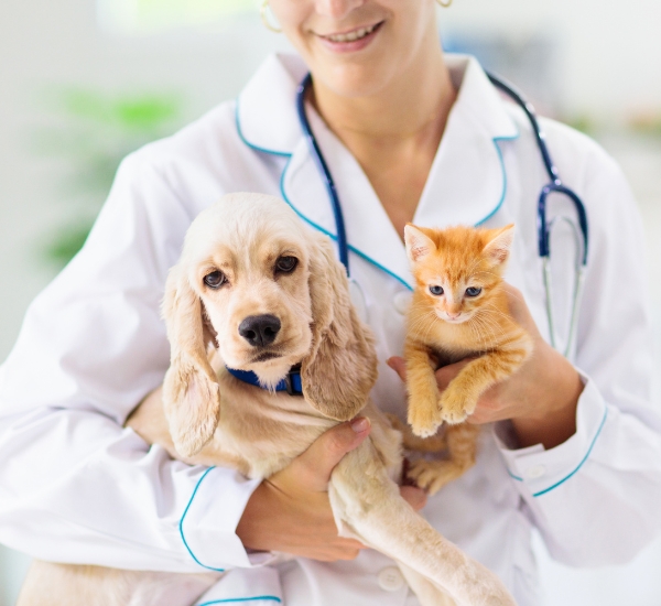 A vet is holding a dog and cat