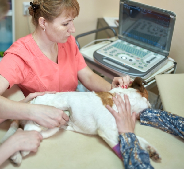 A vet performing an diagnostic on a dog