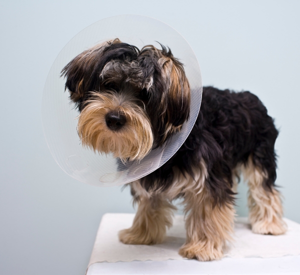 A small dog with a cone collar is standing