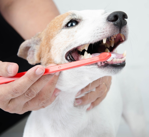 A dog getting its teeth