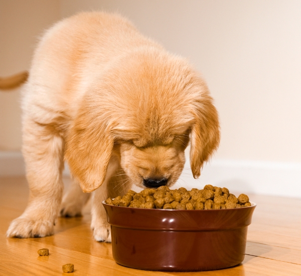 A puppy is eating food